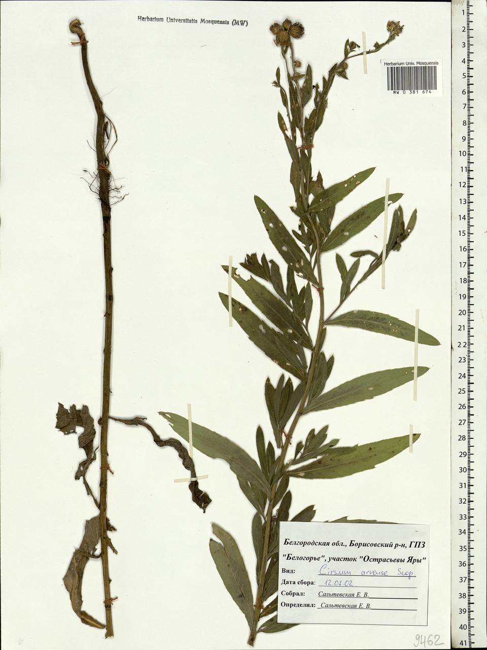 Cirsium arvense (L.) Scop., Eastern Europe, Central forest-and-steppe region (E6) (Russia)