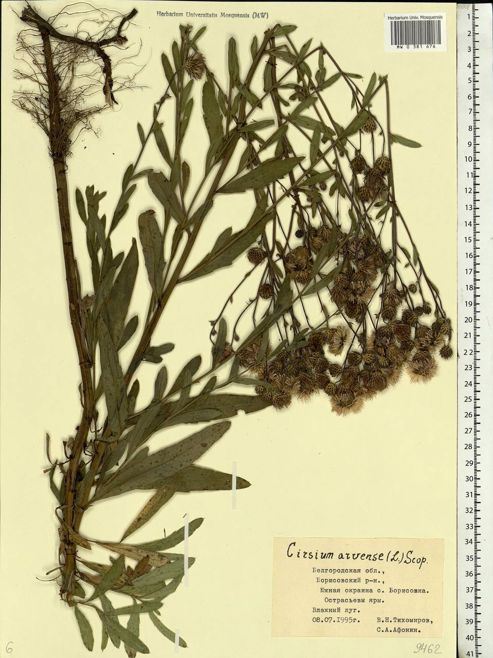 Cirsium arvense (L.) Scop., Eastern Europe, Central forest-and-steppe region (E6) (Russia)
