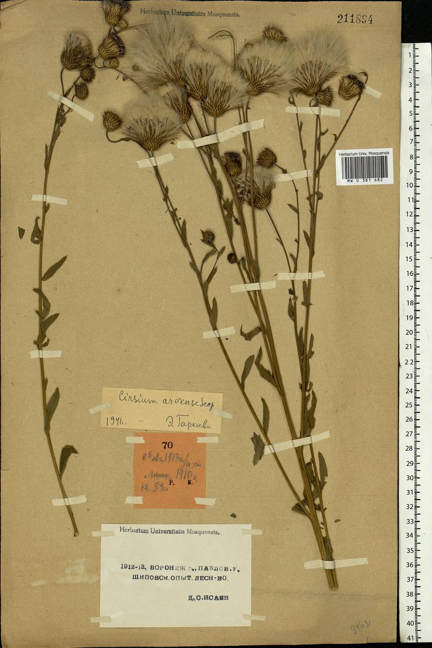 Cirsium arvense, Eastern Europe, Central forest-and-steppe region (E6) (Russia)