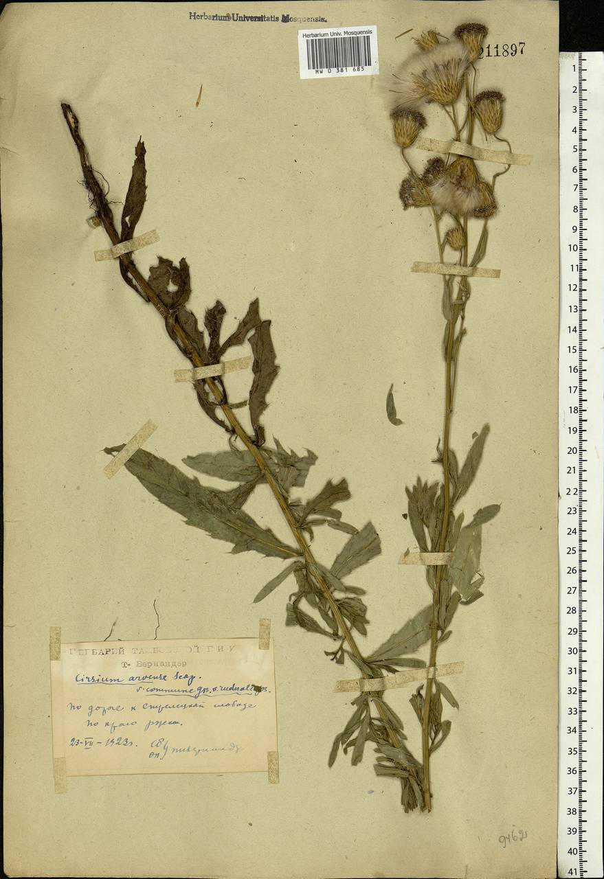 Cirsium arvense, Eastern Europe, Central forest-and-steppe region (E6) (Russia)