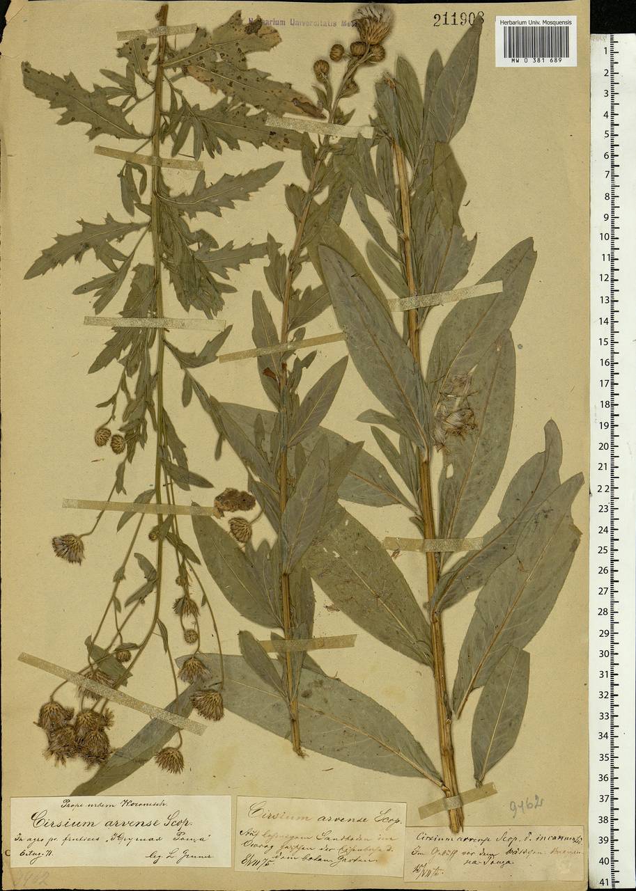 Cirsium arvense (L.) Scop., Eastern Europe, Central forest-and-steppe region (E6) (Russia)