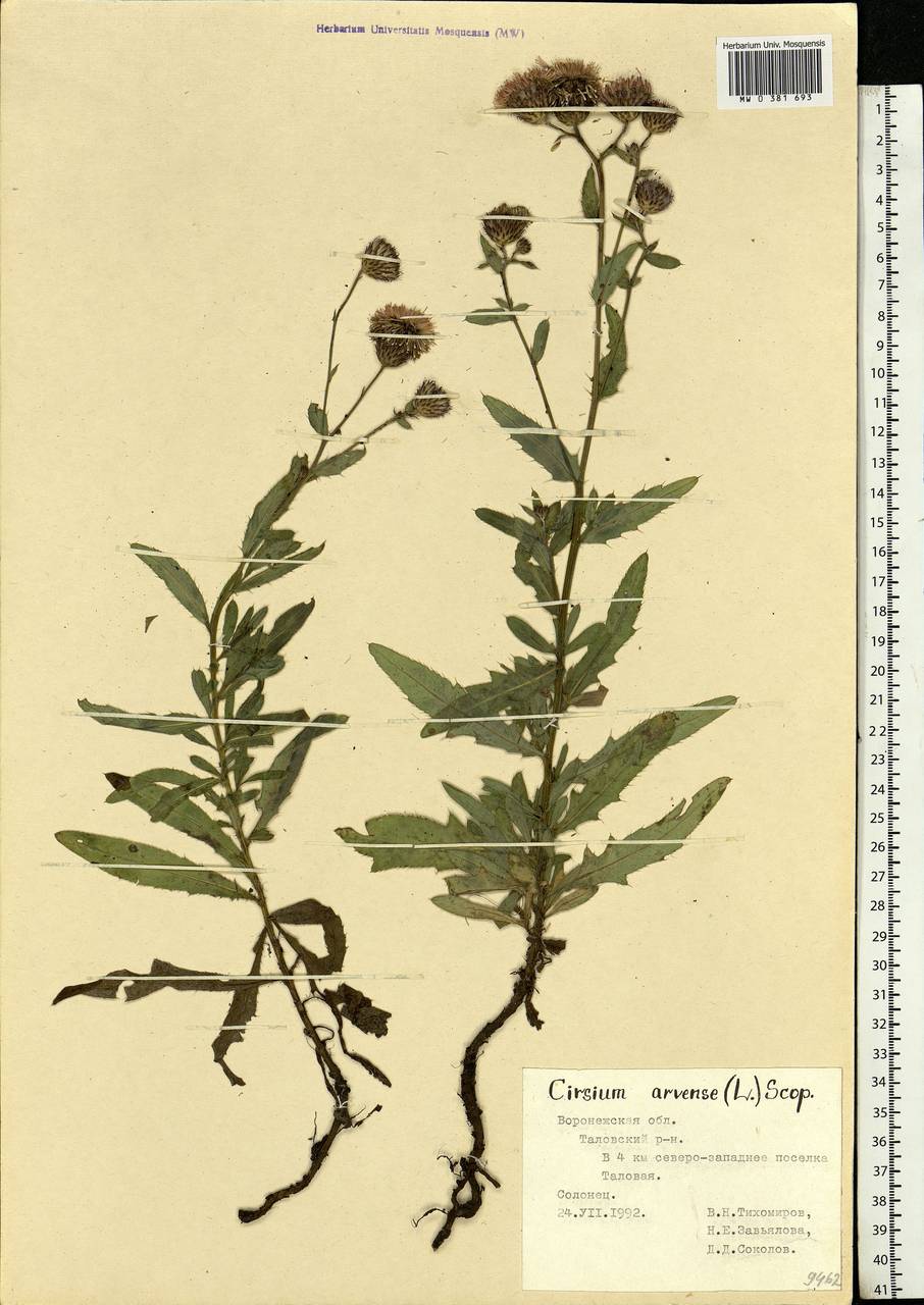 Cirsium arvense, Eastern Europe, Central forest-and-steppe region (E6) (Russia)