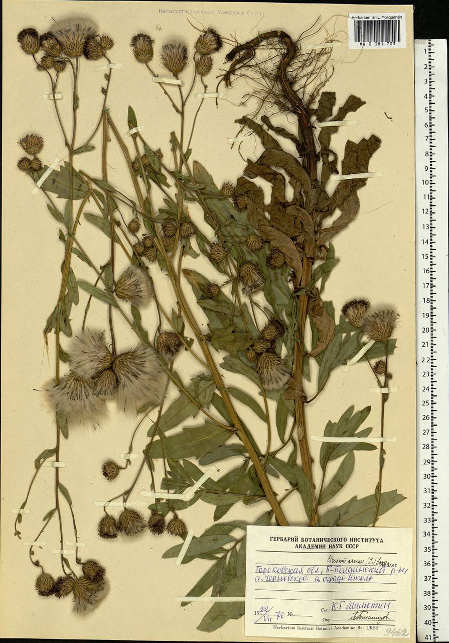 Cirsium arvense гербарий