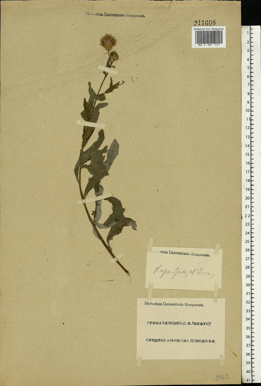 Cirsium arvense (L.) Scop., Eastern Europe, Lower Volga region (E9) (Russia)
