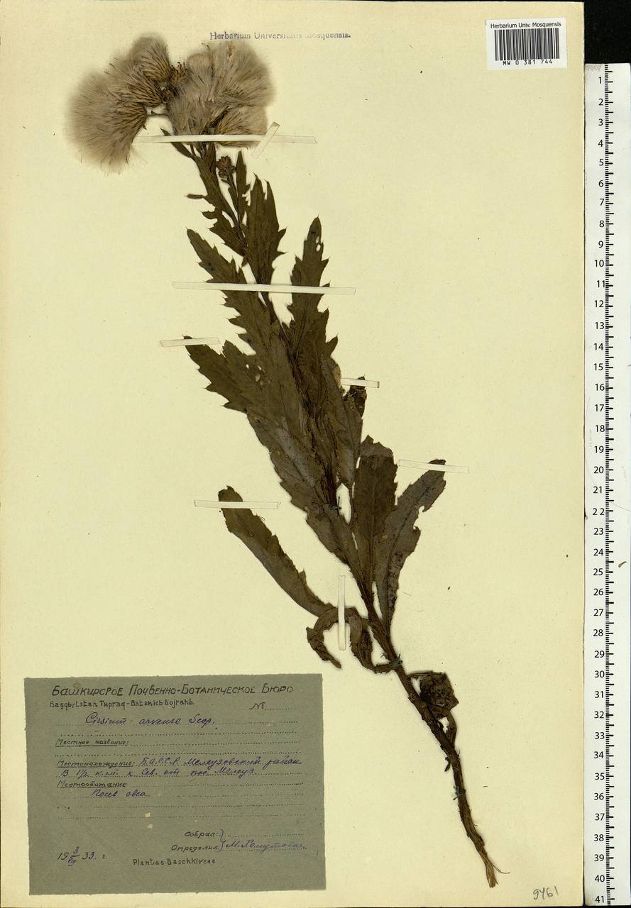 Cirsium arvense (L.) Scop., Eastern Europe, Eastern region (E10) (Russia)