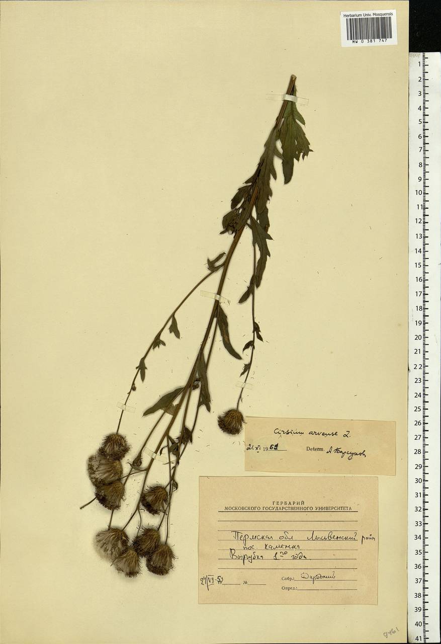 Cirsium arvense (L.) Scop., Eastern Europe, Eastern region (E10) (Russia)