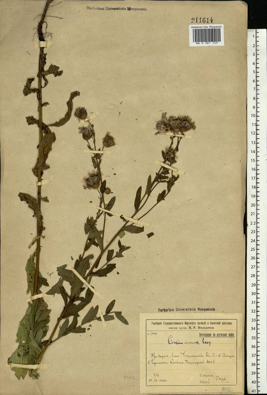 Cirsium arvense (L.) Scop., Eastern Europe, Eastern region (E10) (Russia)