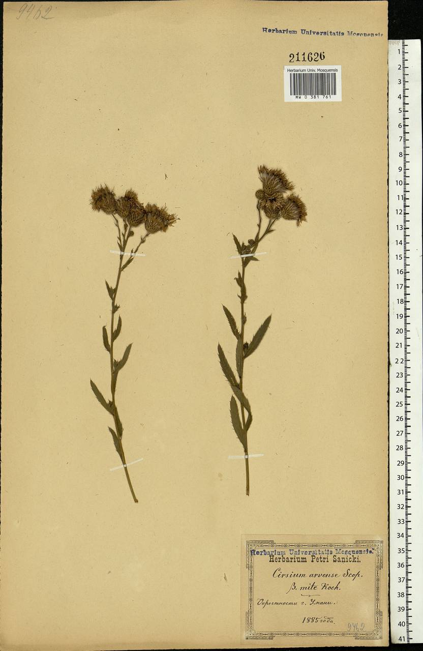 Cirsium arvense (L.) Scop., Eastern Europe, South Ukrainian region (E12) (Ukraine)