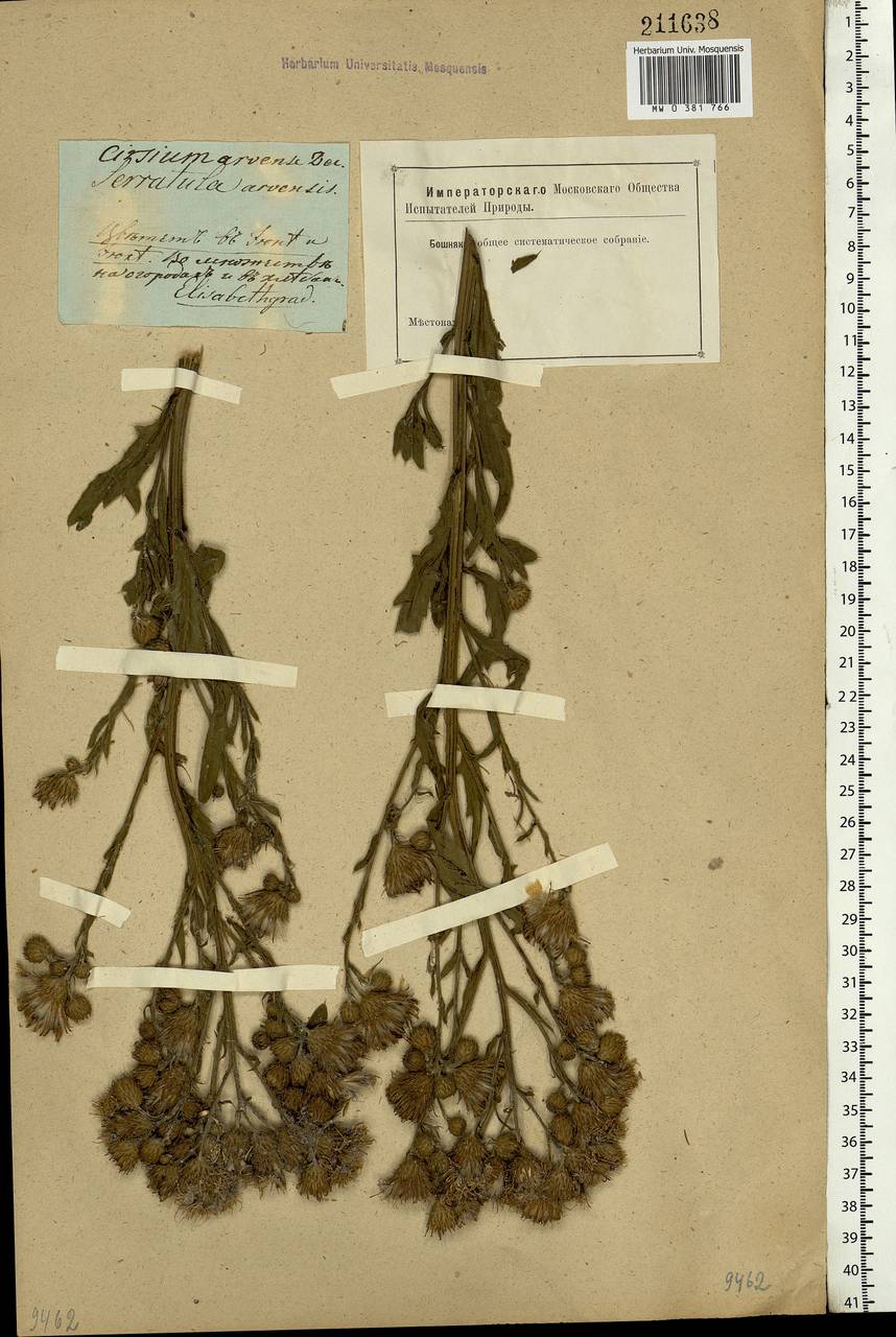 Cirsium arvense (L.) Scop., Eastern Europe, South Ukrainian region (E12) (Ukraine)