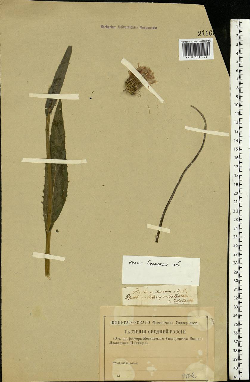 Cirsium canum (L.) All., Eastern Europe, Western region (E3) (Russia)