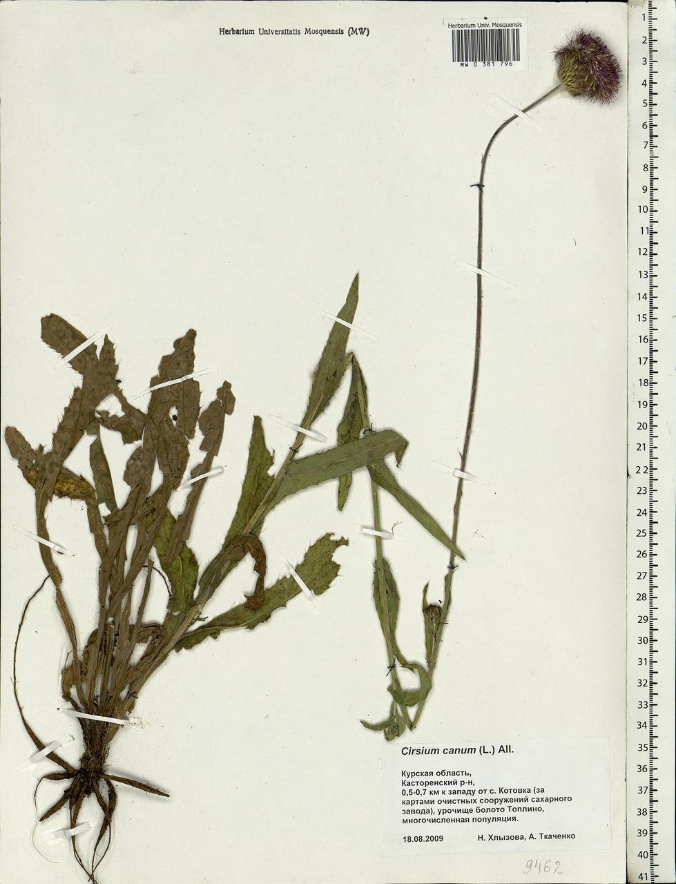 Cirsium canum (L.) All., Eastern Europe, Central forest-and-steppe region (E6) (Russia)