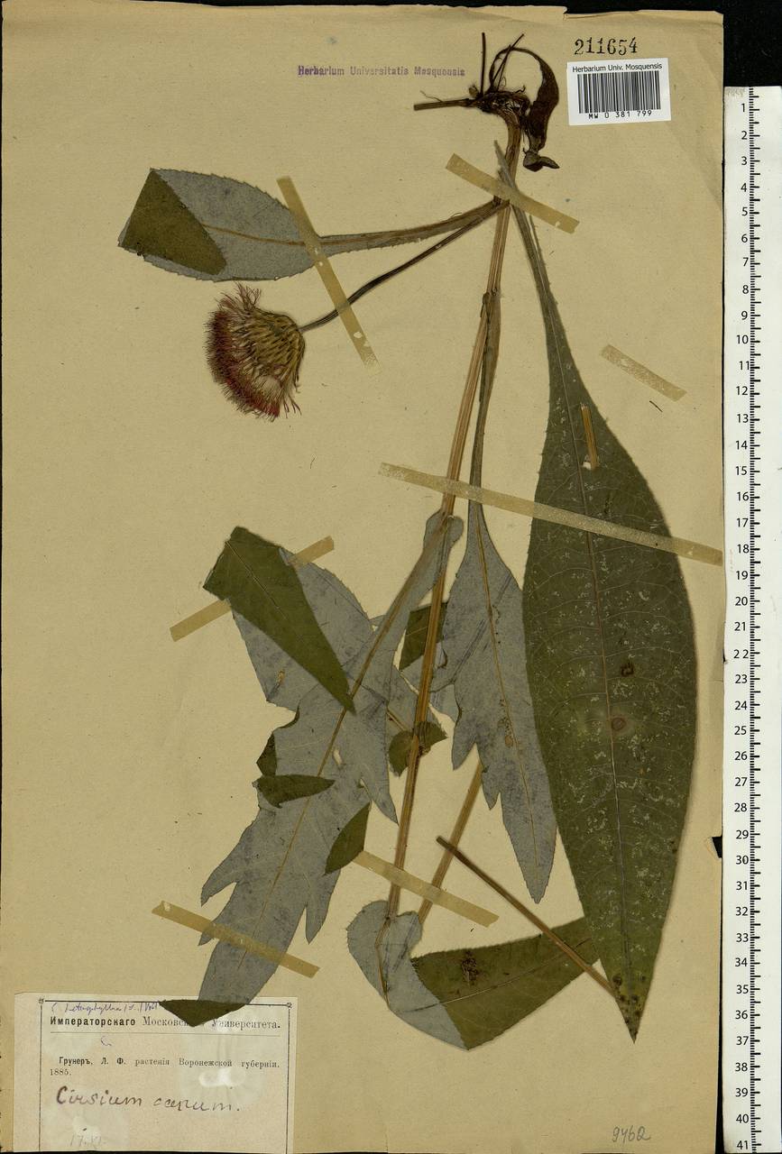 Cirsium canum (L.) All., Eastern Europe, Central forest-and-steppe region (E6) (Russia)