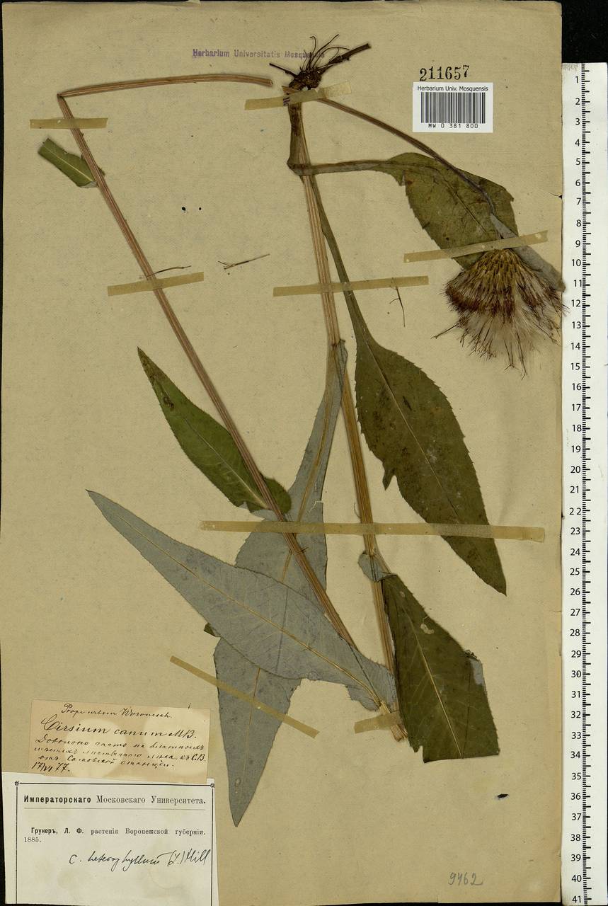 Cirsium canum (L.) All., Eastern Europe, Central forest-and-steppe region (E6) (Russia)