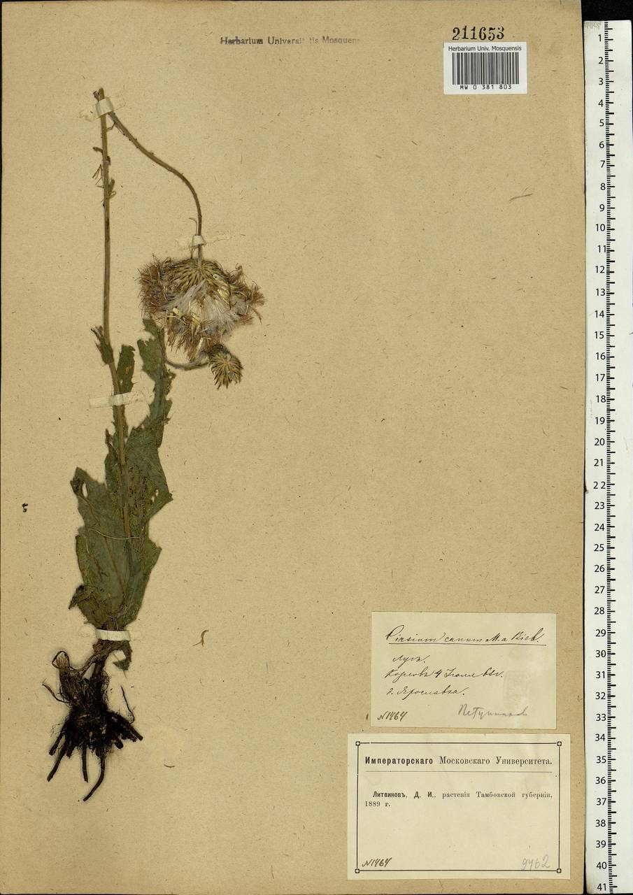 Cirsium canum (L.) All., Eastern Europe, Central forest-and-steppe region (E6) (Russia)