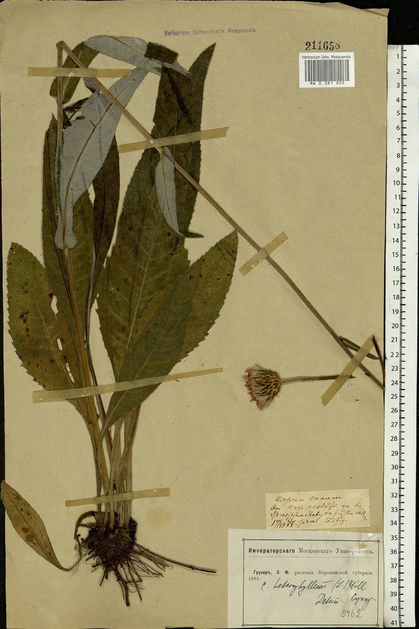 Cirsium canum (L.) All., Eastern Europe, Central forest-and-steppe region (E6) (Russia)
