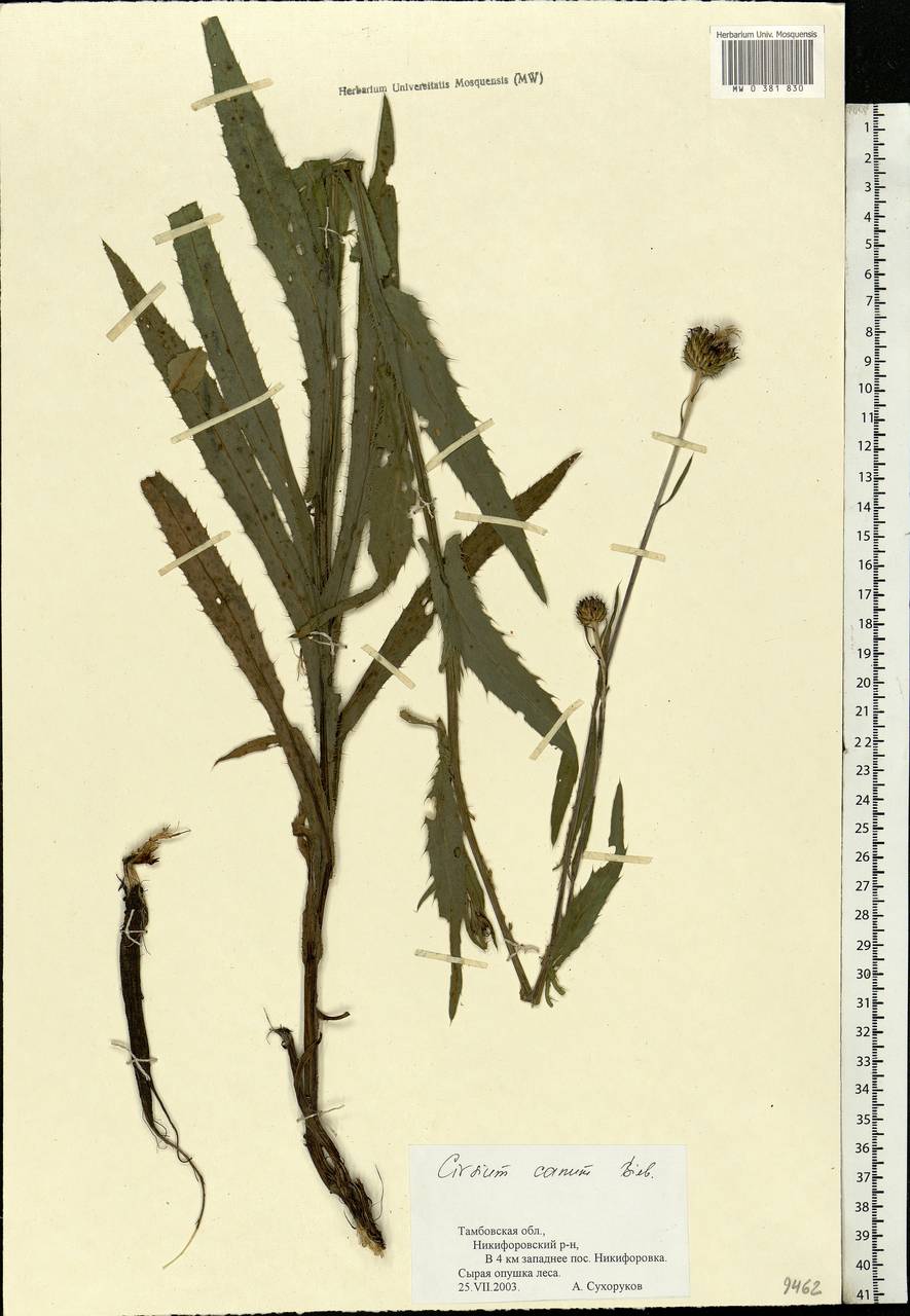Cirsium canum (L.) All., Eastern Europe, Central forest-and-steppe region (E6) (Russia)