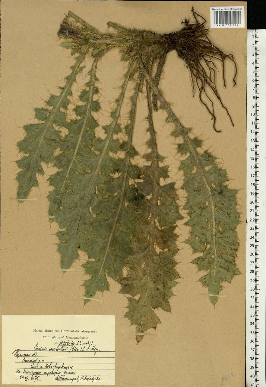 Cirsium esculentum (Siev.) C. A. Mey., Eastern Europe, Central region (E4) (Russia)
