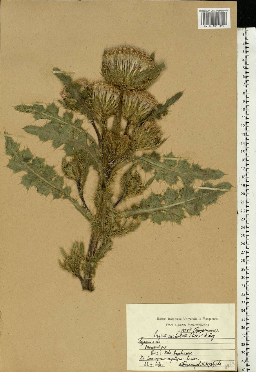 Cirsium esculentum (Siev.) C. A. Mey., Eastern Europe, Central region (E4) (Russia)