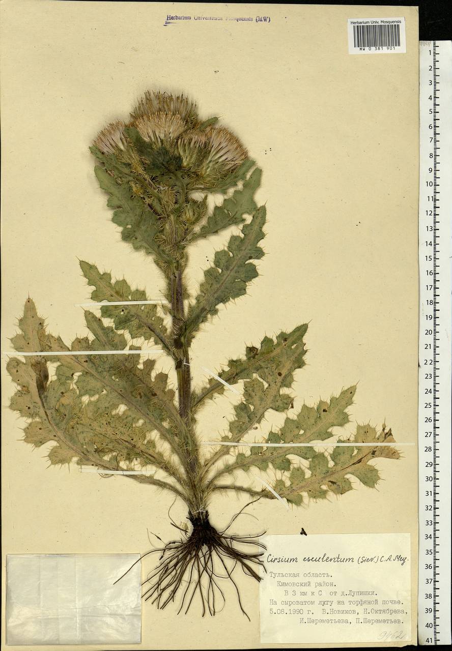 Cirsium esculentum (Siev.) C. A. Mey., Eastern Europe, Central region (E4) (Russia)