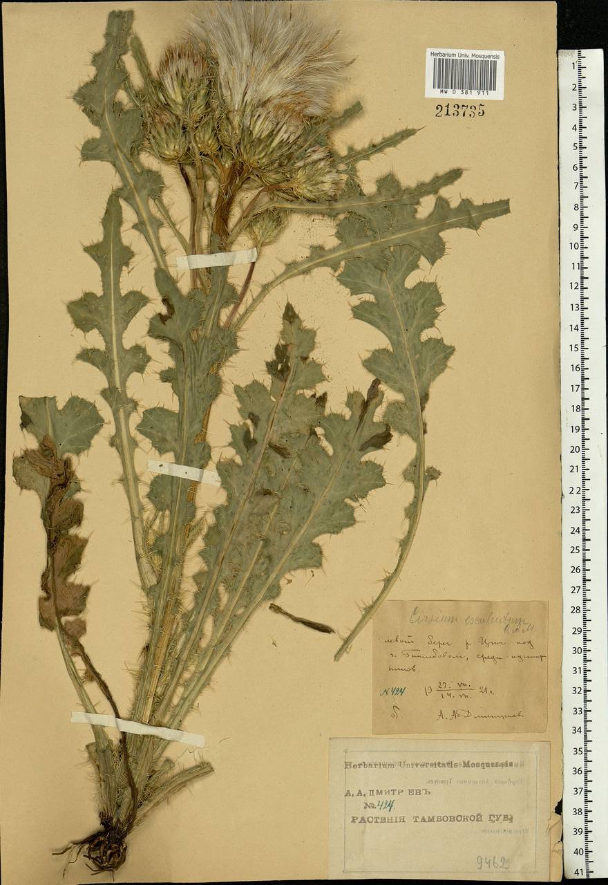 Cirsium esculentum (Siev.) C. A. Mey., Eastern Europe, Central forest-and-steppe region (E6) (Russia)