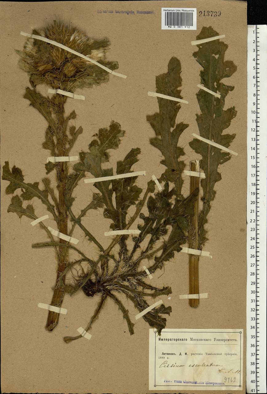 Cirsium esculentum (Siev.) C. A. Mey., Eastern Europe, Central forest-and-steppe region (E6) (Russia)