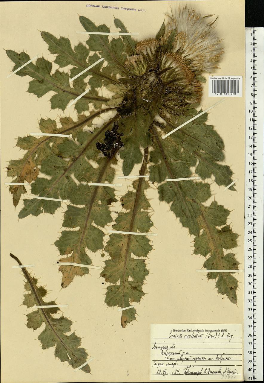 Cirsium esculentum (Siev.) C. A. Mey., Eastern Europe, Central forest-and-steppe region (E6) (Russia)