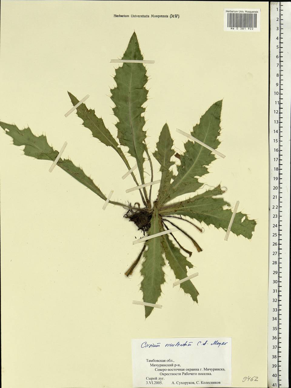 Cirsium esculentum (Siev.) C. A. Mey., Eastern Europe, Central forest-and-steppe region (E6) (Russia)