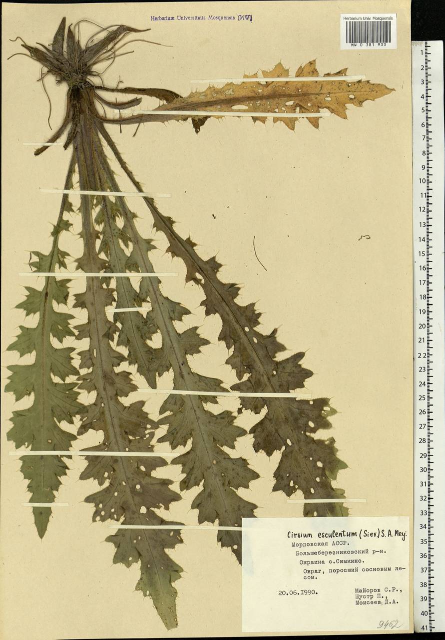 Cirsium esculentum (Siev.) C. A. Mey., Eastern Europe, Middle Volga region (E8) (Russia)