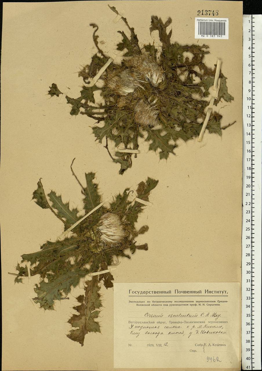 Cirsium esculentum (Siev.) C. A. Mey., Eastern Europe, Eastern region (E10) (Russia)