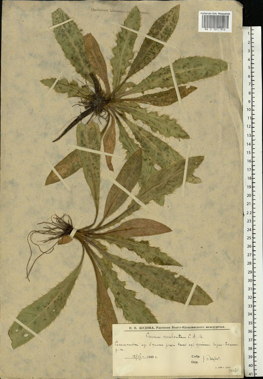 Cirsium esculentum (Siev.) C. A. Mey., Eastern Europe, Lower Volga region (E9) (Russia)