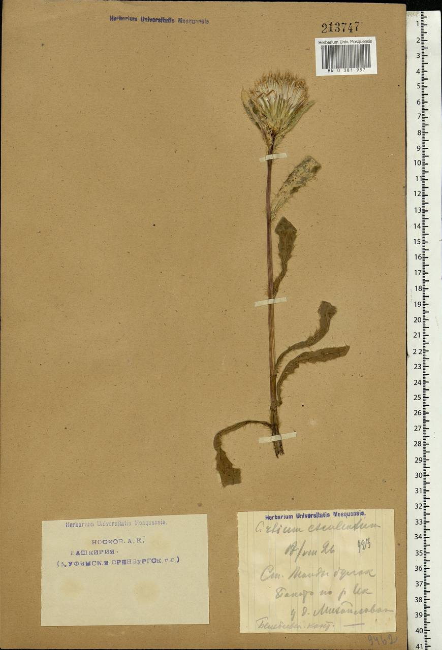 Cirsium esculentum (Siev.) C. A. Mey., Eastern Europe, Eastern region (E10) (Russia)