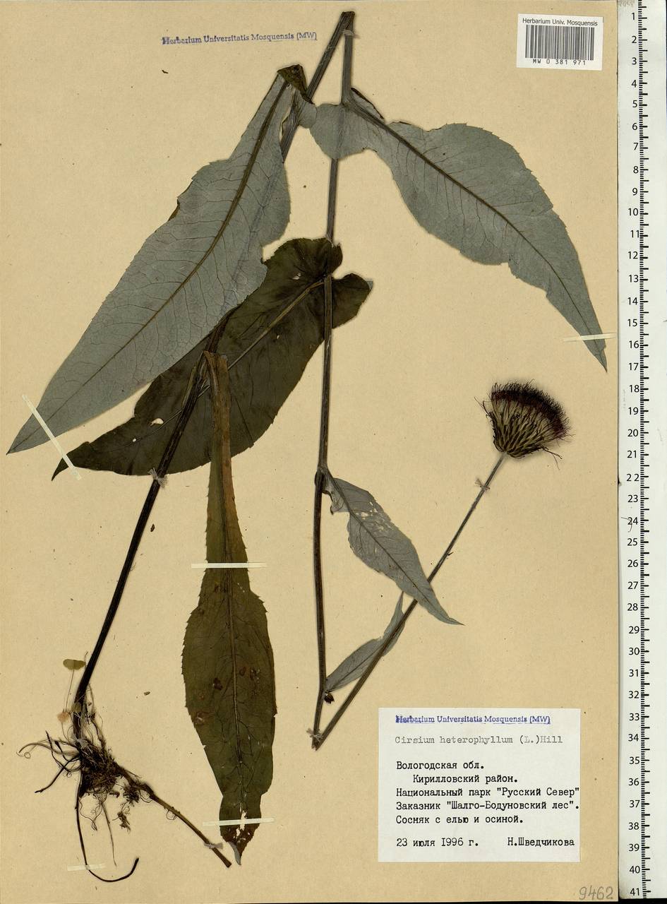 Cirsium heterophyllum (L.) Hill, Eastern Europe, Northern region (E1) (Russia)