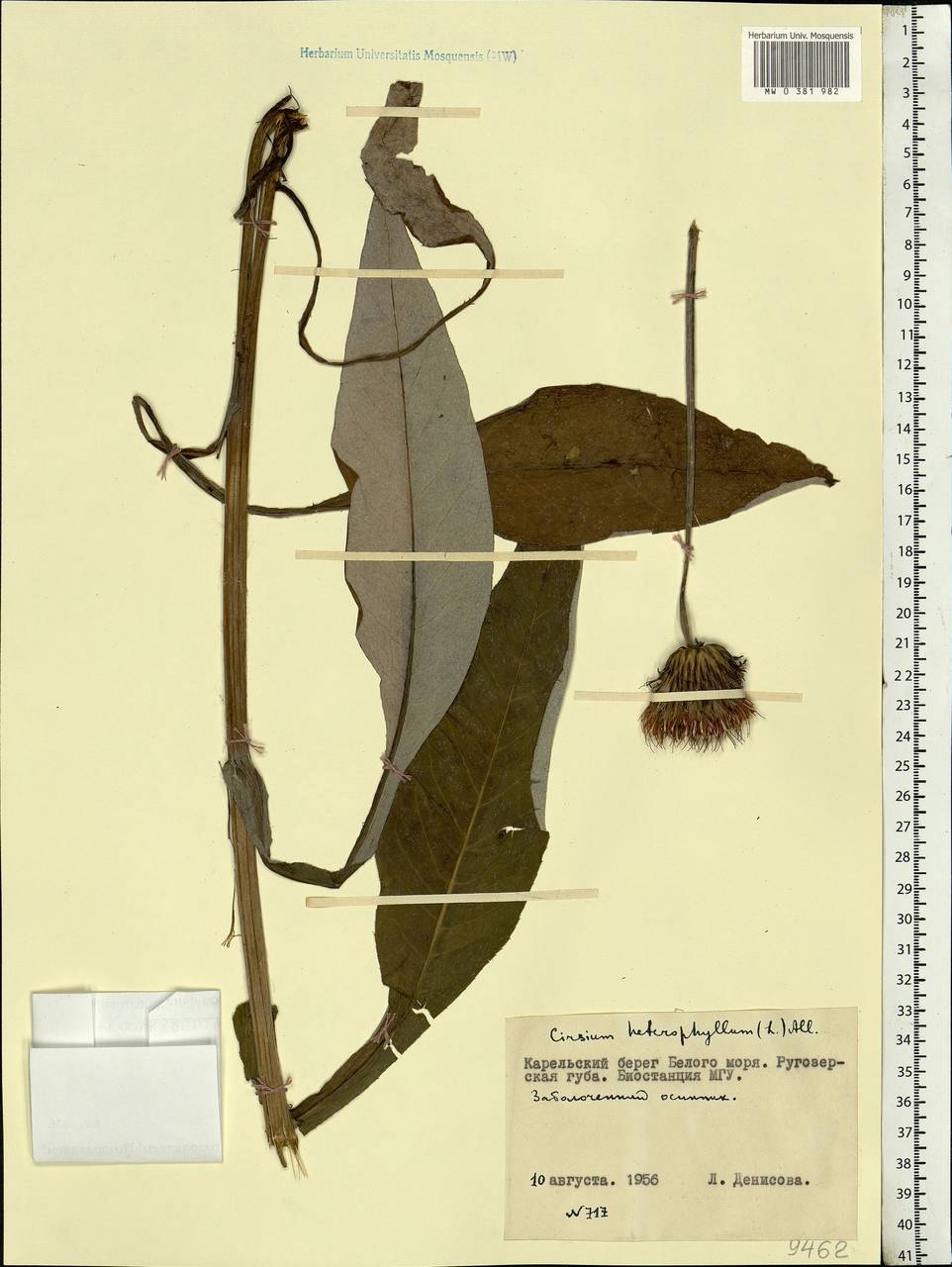 Cirsium heterophyllum (L.) Hill, Eastern Europe, Northern region (E1) (Russia)