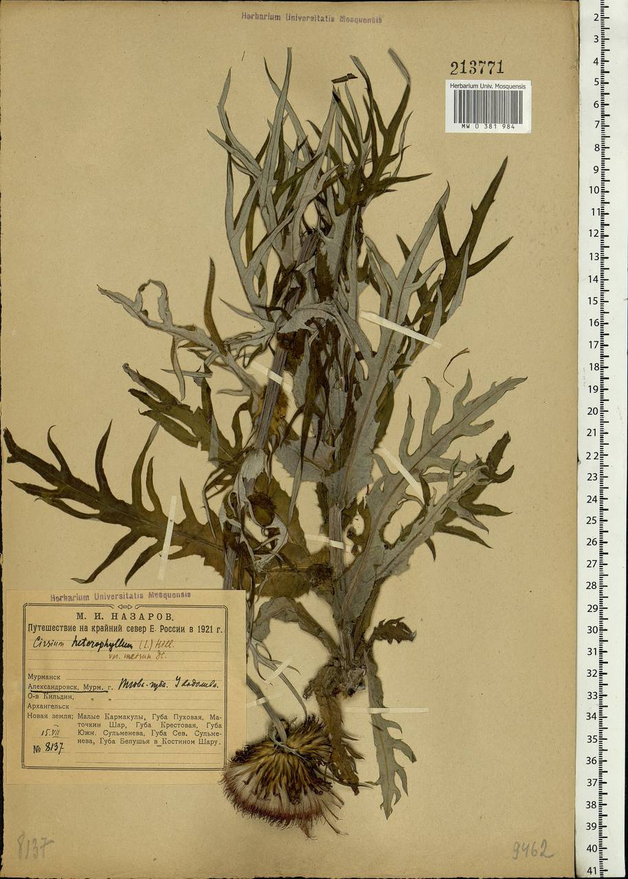 Cirsium heterophyllum (L.) Hill, Eastern Europe, Northern region (E1) (Russia)