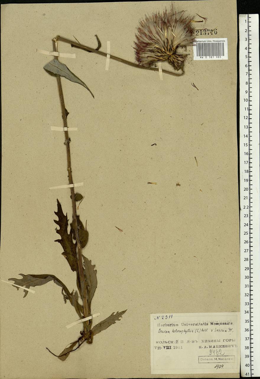 Cirsium heterophyllum (L.) Hill, Eastern Europe, Northern region (E1) (Russia)