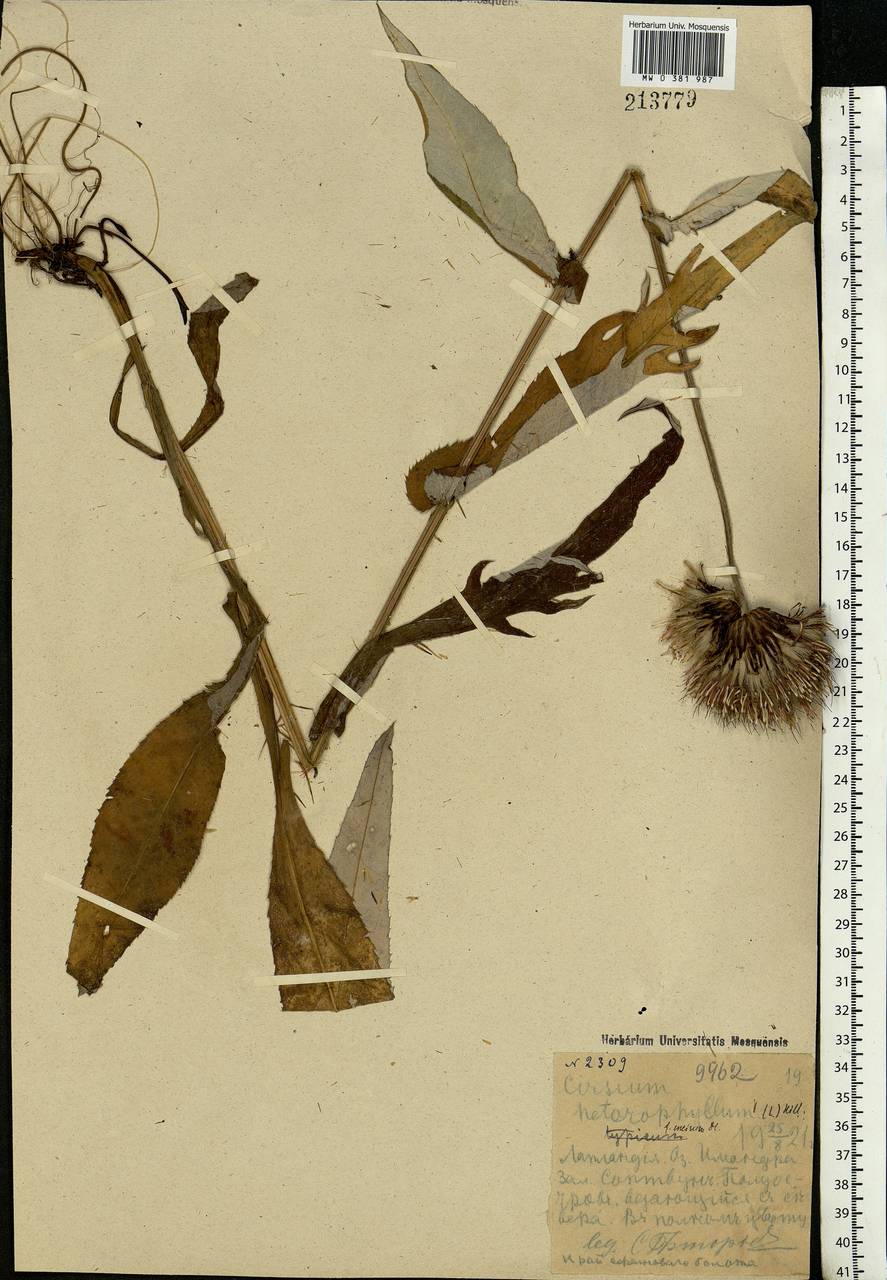 Cirsium heterophyllum (L.) Hill, Eastern Europe, Northern region (E1) (Russia)