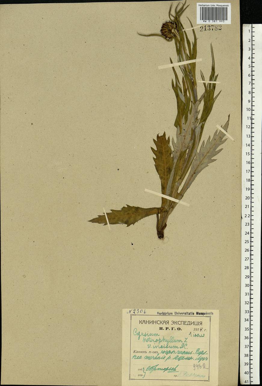 Cirsium heterophyllum (L.) Hill, Eastern Europe, Northern region (E1) (Russia)