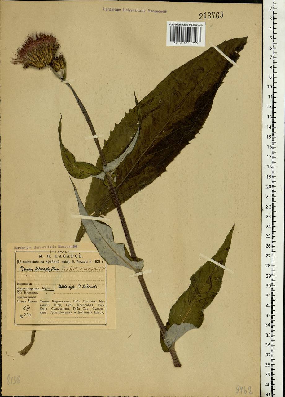 Cirsium heterophyllum (L.) Hill, Eastern Europe, Northern region (E1) (Russia)