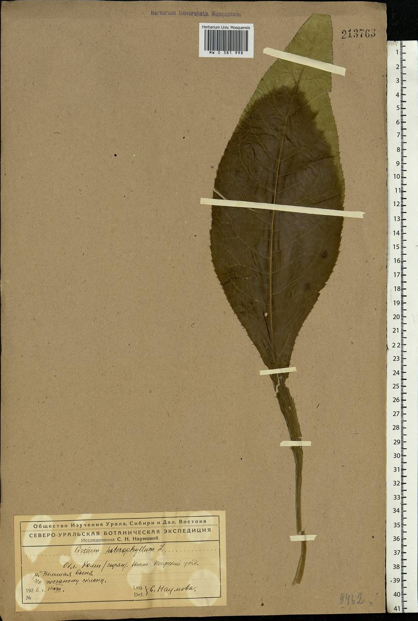 Cirsium heterophyllum (L.) Hill, Eastern Europe, Northern region (E1) (Russia)