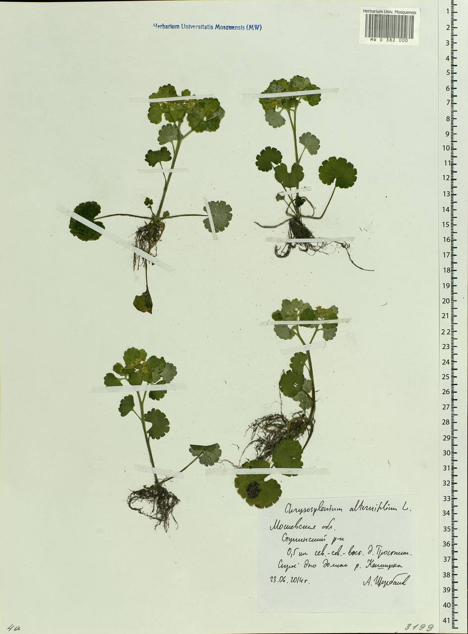 Chrysosplenium alternifolium L., Eastern Europe, Moscow region (E4a) (Russia)