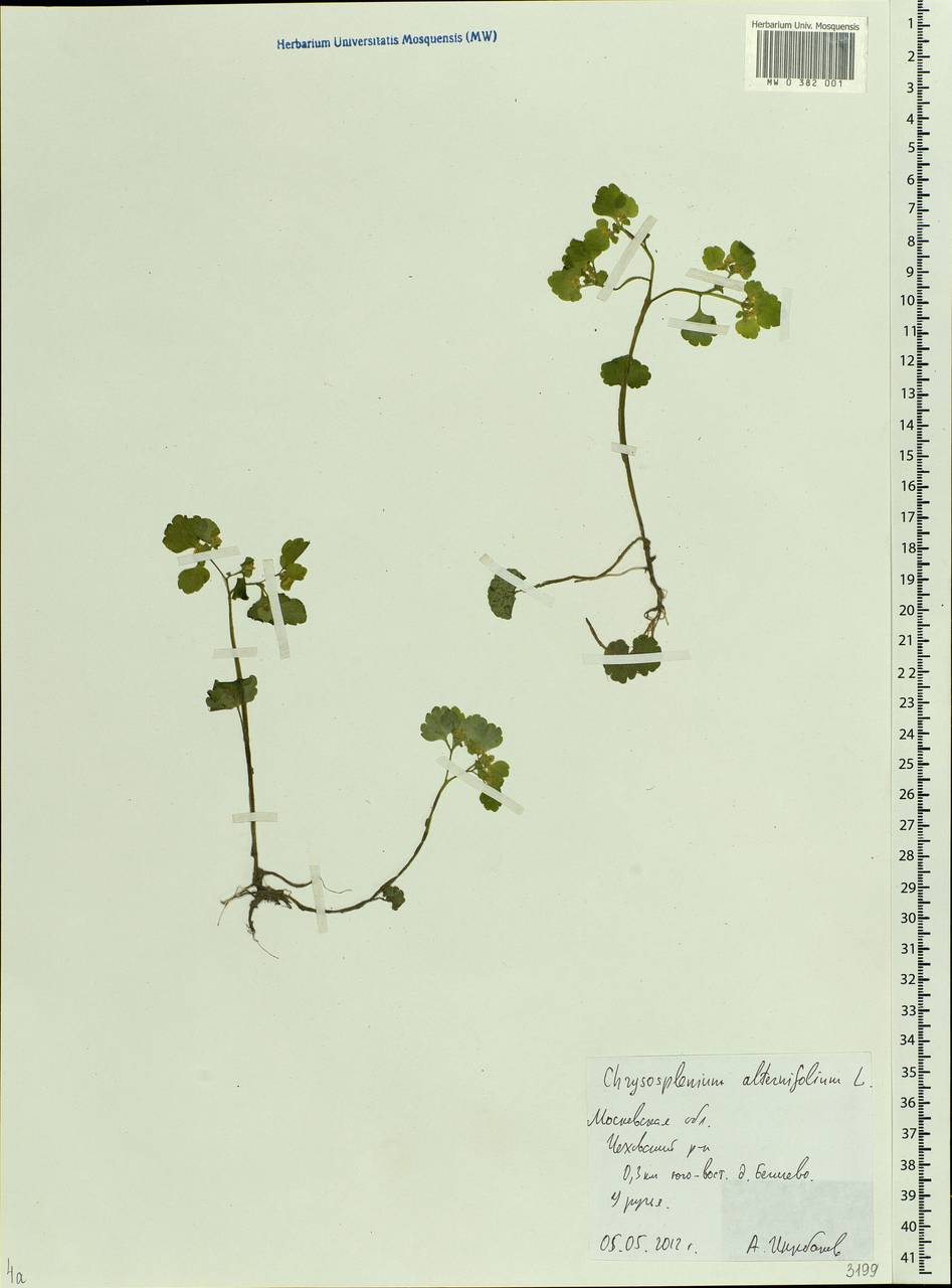 Chrysosplenium alternifolium L., Eastern Europe, Moscow region (E4a) (Russia)