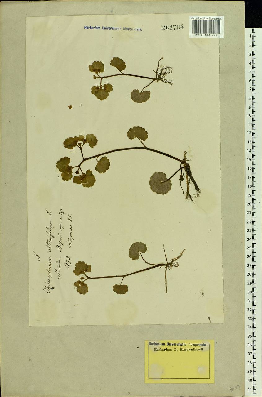 Chrysosplenium alternifolium L., Eastern Europe, Moscow region (E4a) (Russia)