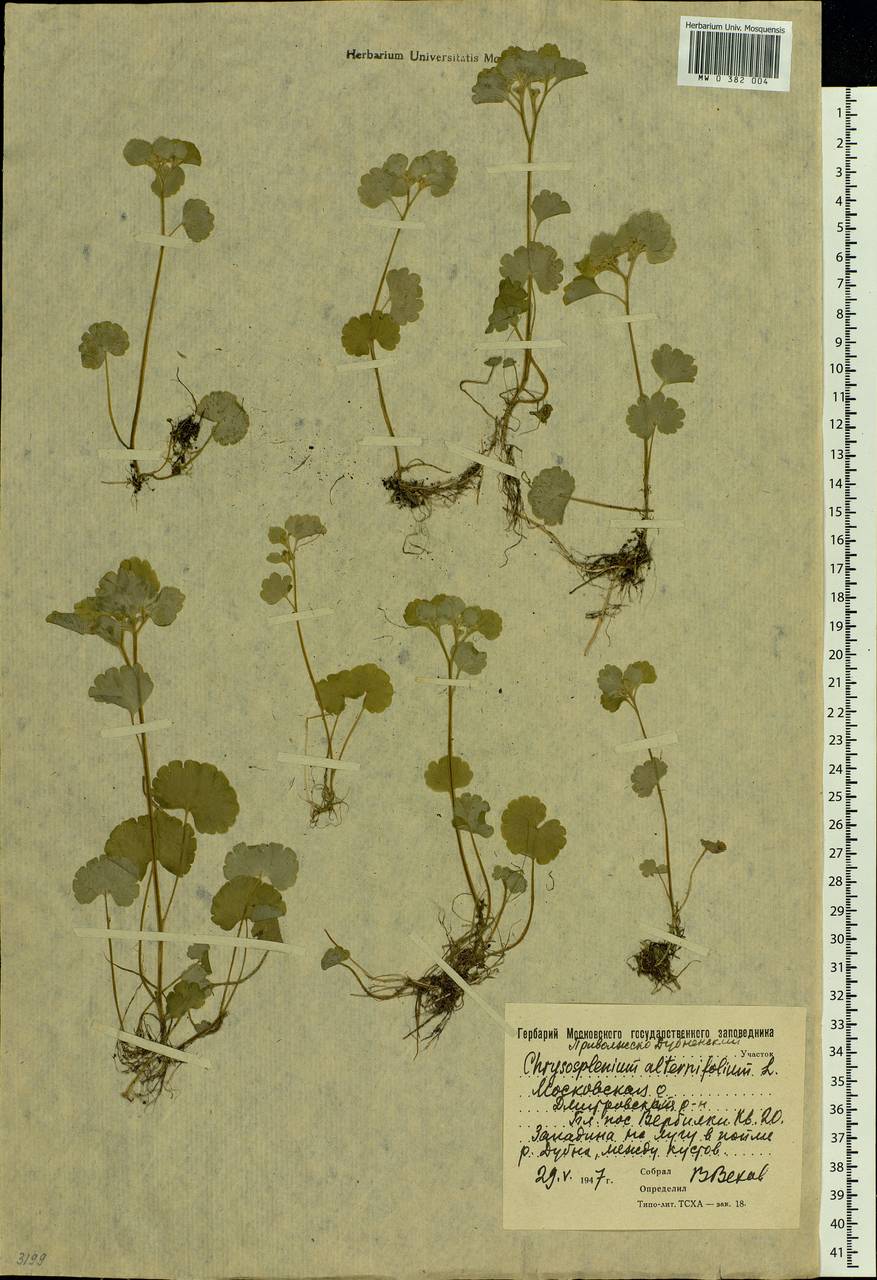 Chrysosplenium alternifolium L., Eastern Europe, Moscow region (E4a) (Russia)