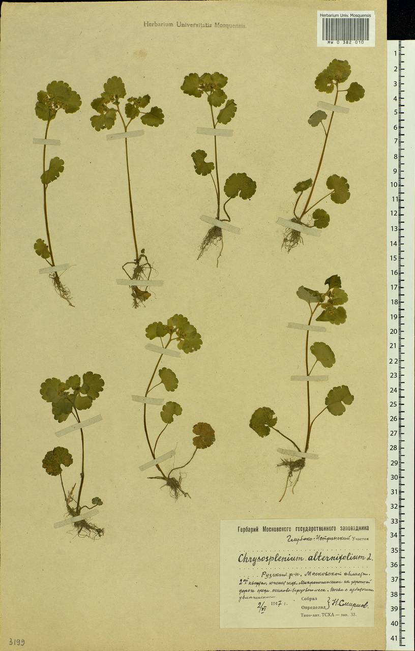 Chrysosplenium alternifolium L., Eastern Europe, Moscow region (E4a) (Russia)