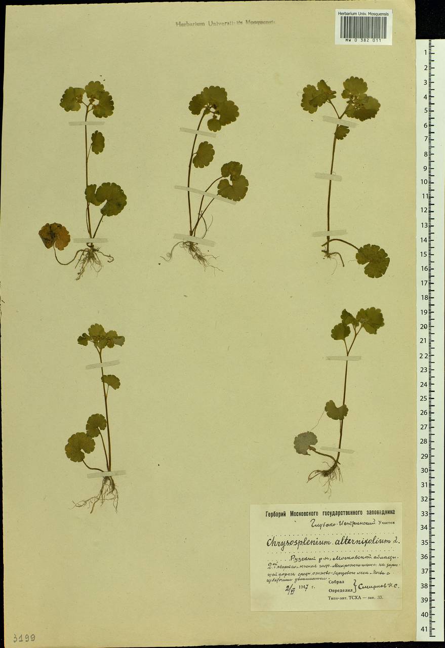 Chrysosplenium alternifolium L., Eastern Europe, Moscow region (E4a) (Russia)