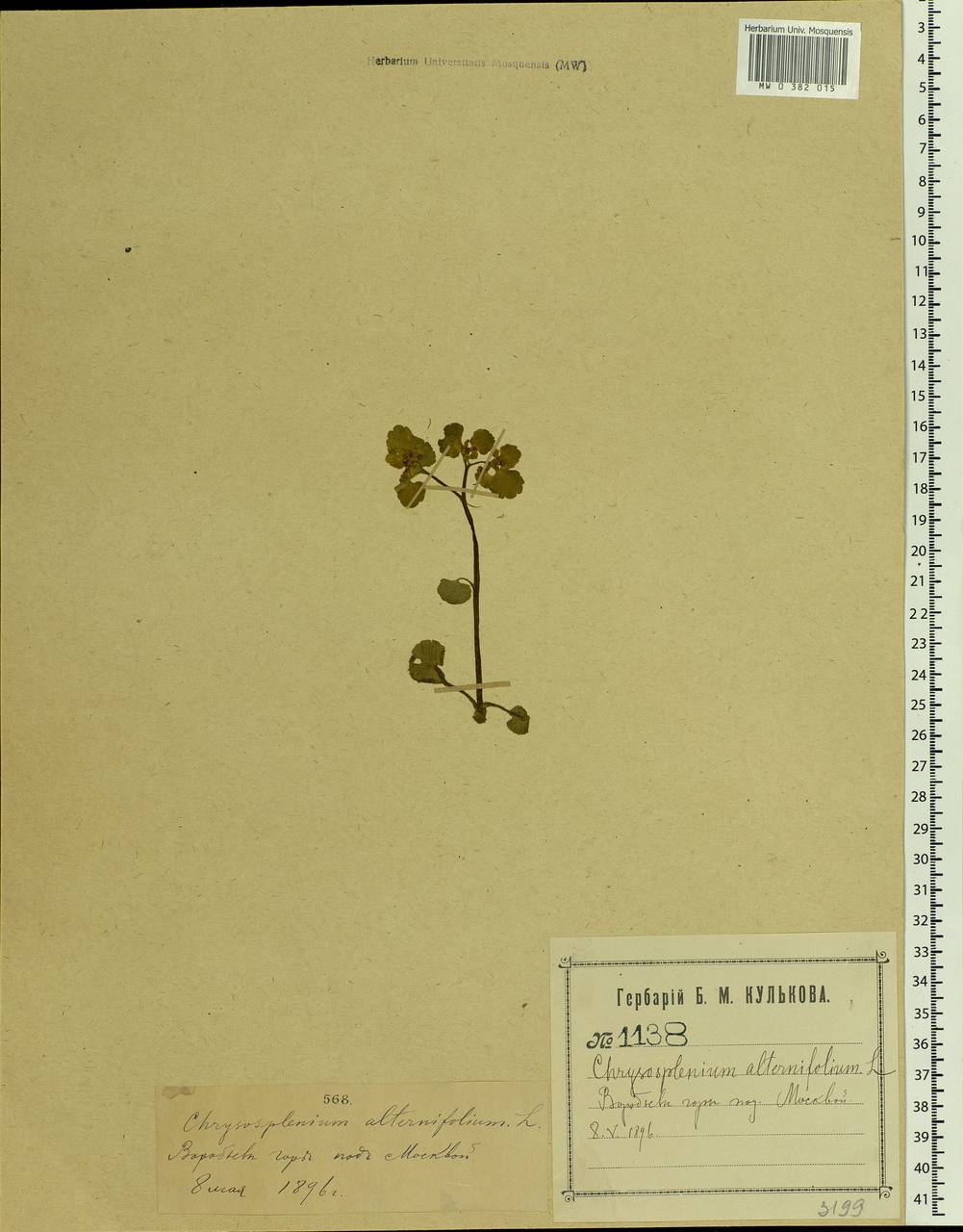 Chrysosplenium alternifolium L., Eastern Europe, Moscow region (E4a) (Russia)