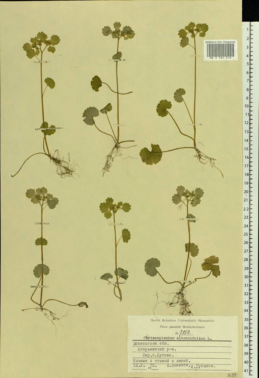 Chrysosplenium alternifolium L., Eastern Europe, Moscow region (E4a) (Russia)