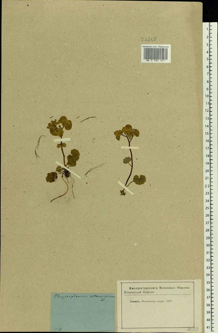 Chrysosplenium alternifolium L., Eastern Europe, Moscow region (E4a) (Russia)