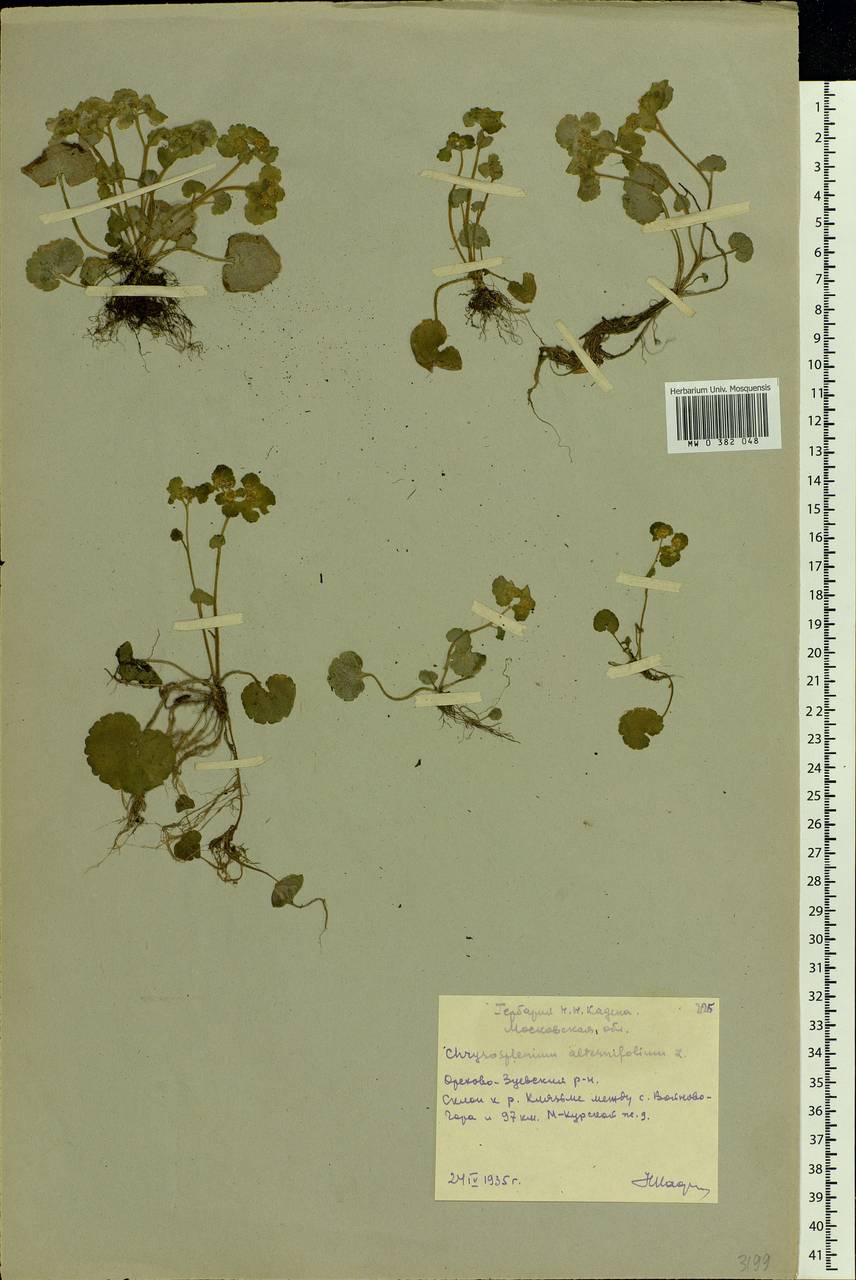 Chrysosplenium alternifolium L., Eastern Europe, Moscow region (E4a) (Russia)