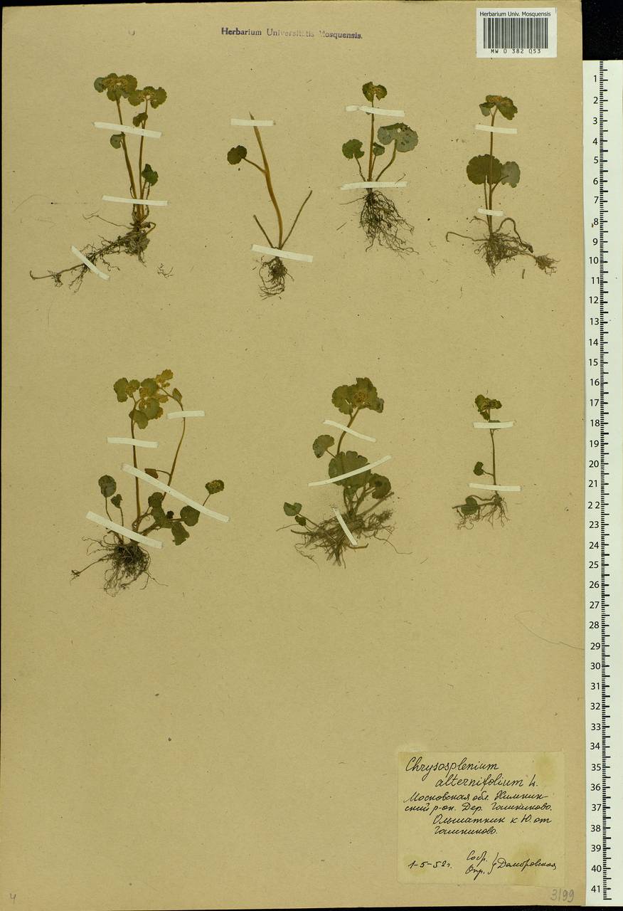 Chrysosplenium alternifolium L., Eastern Europe, Moscow region (E4a) (Russia)